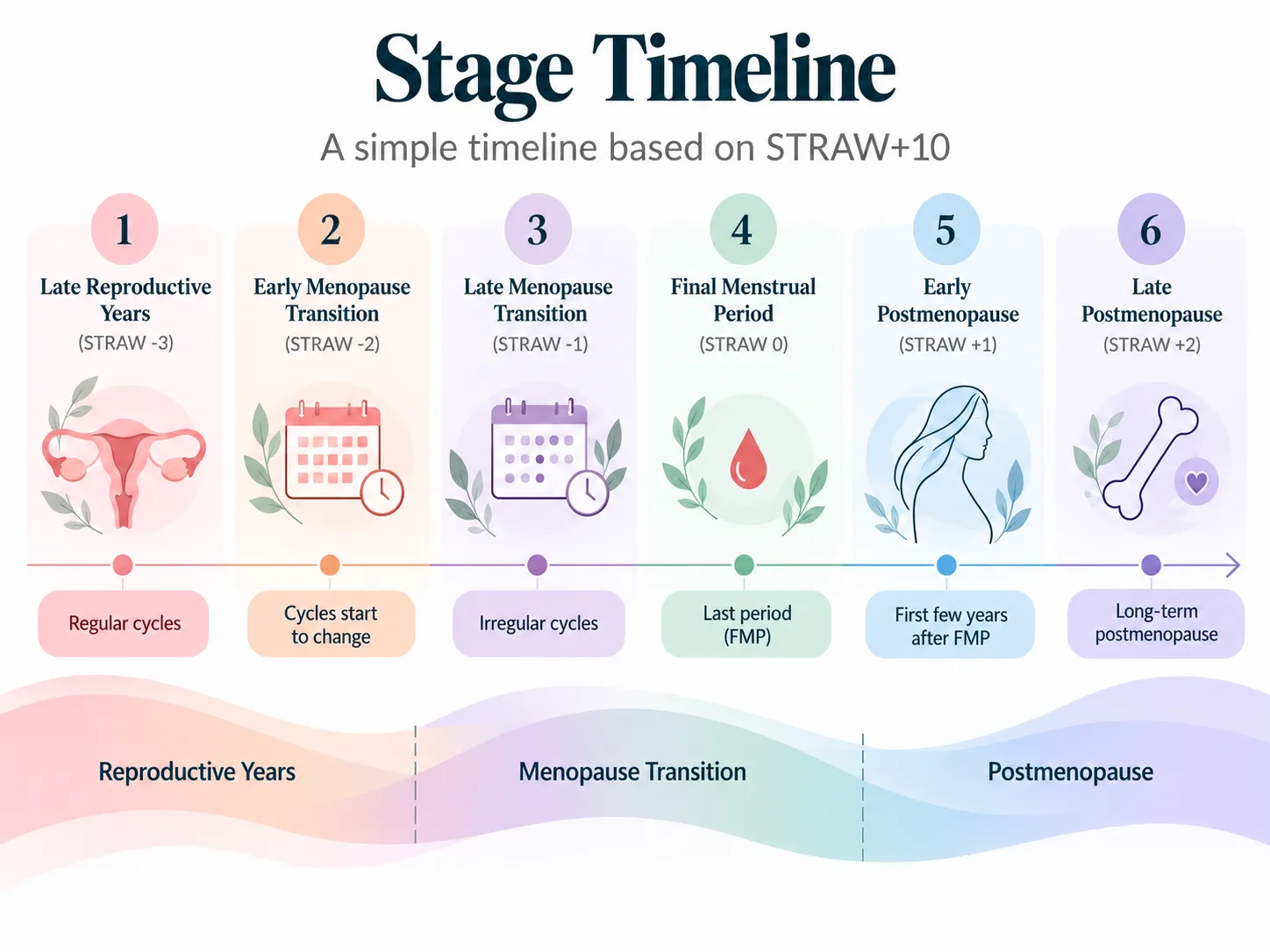Six stages of reproductive aging according to STRAW+10, from late reproductive years and early perimenopause to the final menstrual period and postmenopause.